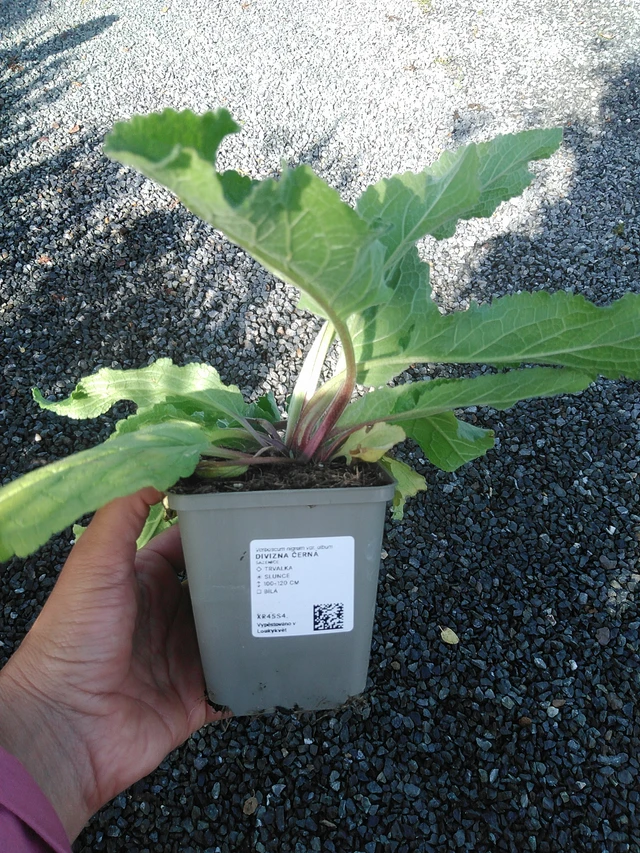 Verbascum nigrum - 11. 9. 2025