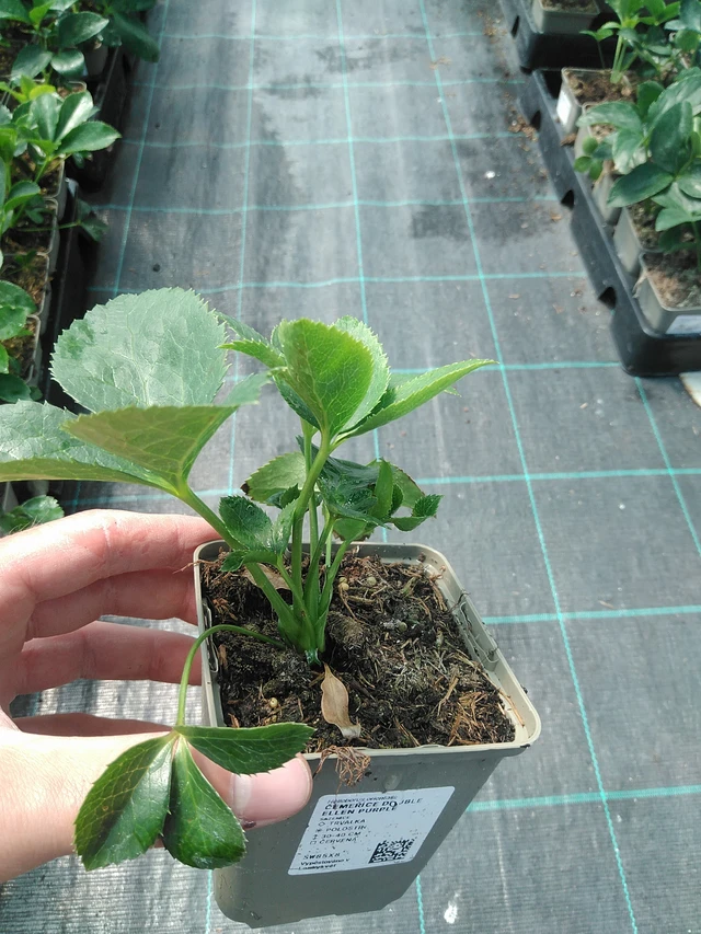 Jouluruusu Double Ellen Purple - 24. 6. 2025