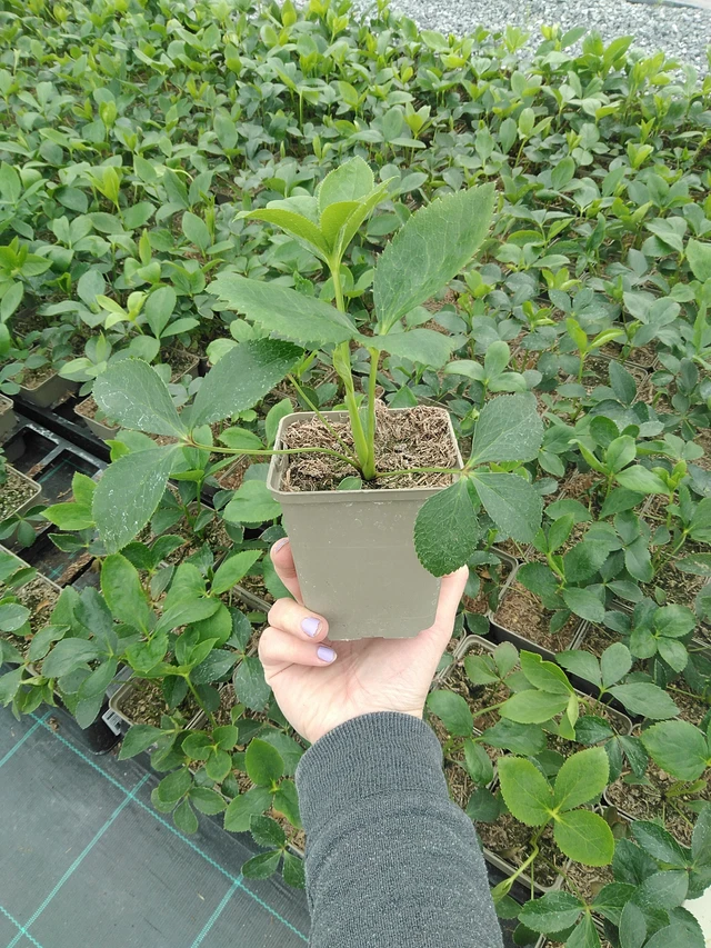 Jouluruusu Double Ellen Pink Spotted - 9. 6. 2025