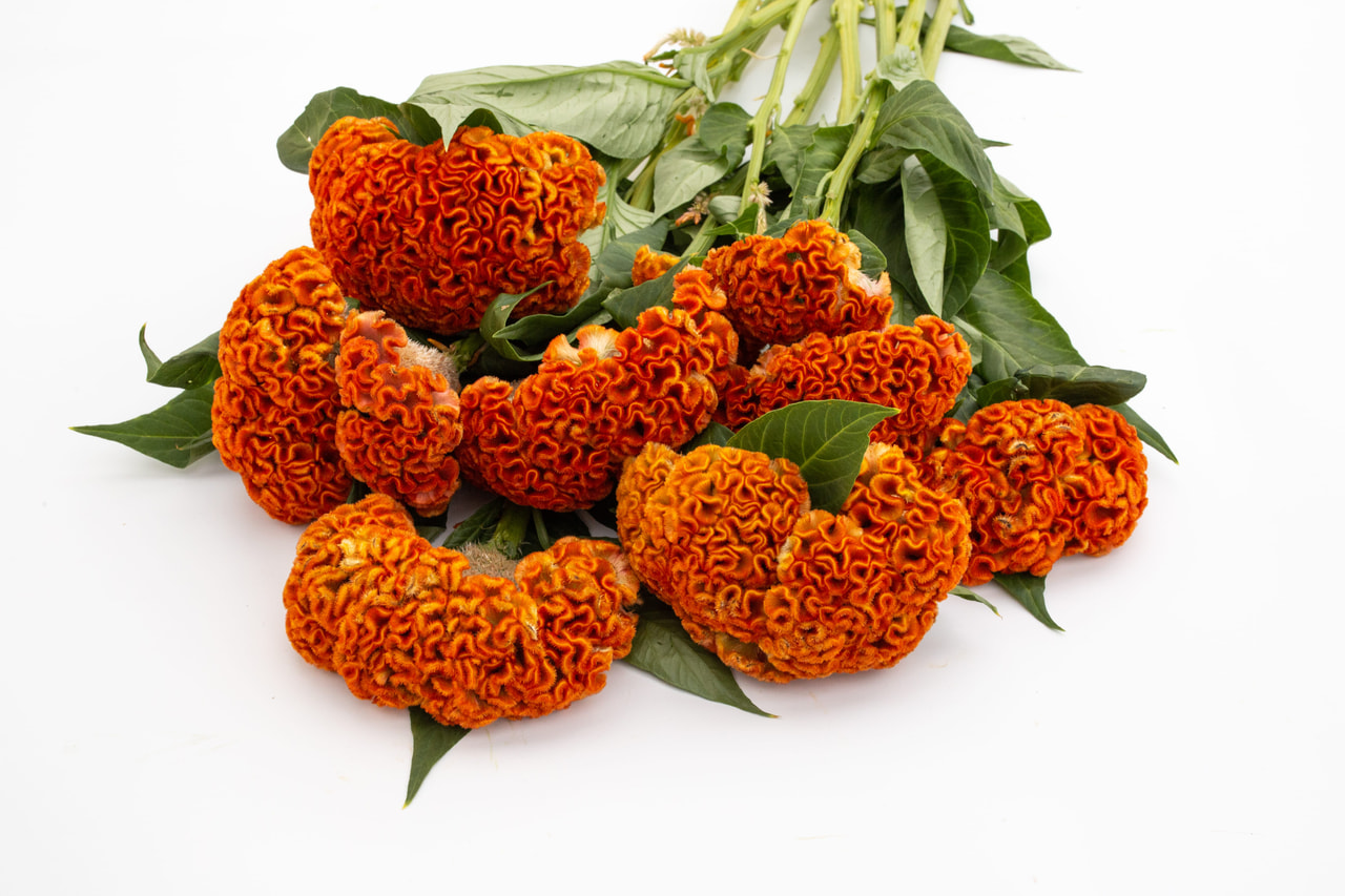 Kukonharja Act Zara Orange, Loukykvět