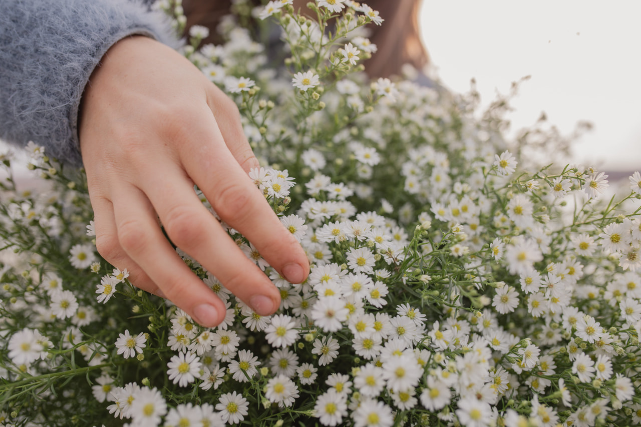 Asteri Pearla, Loukykvět