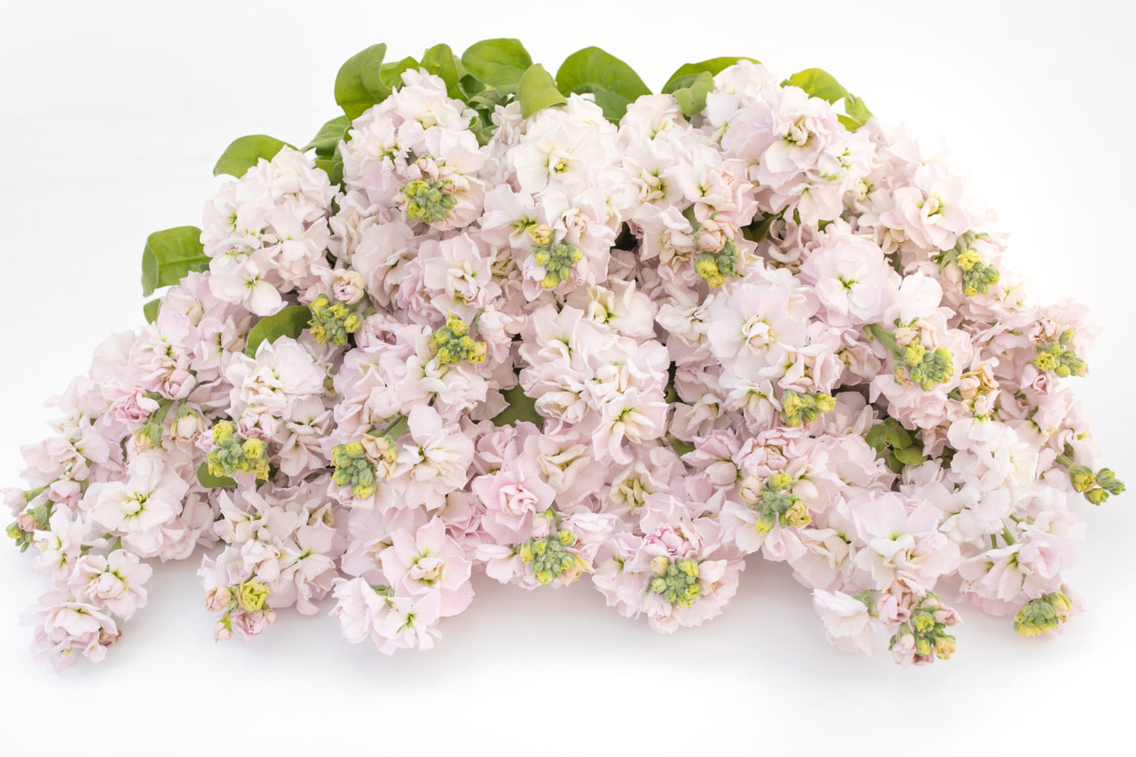 Stock StoX Silver, Loukykvět