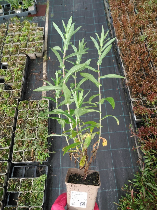 Syysasteri Septemberrubin - 29. 7. 2025