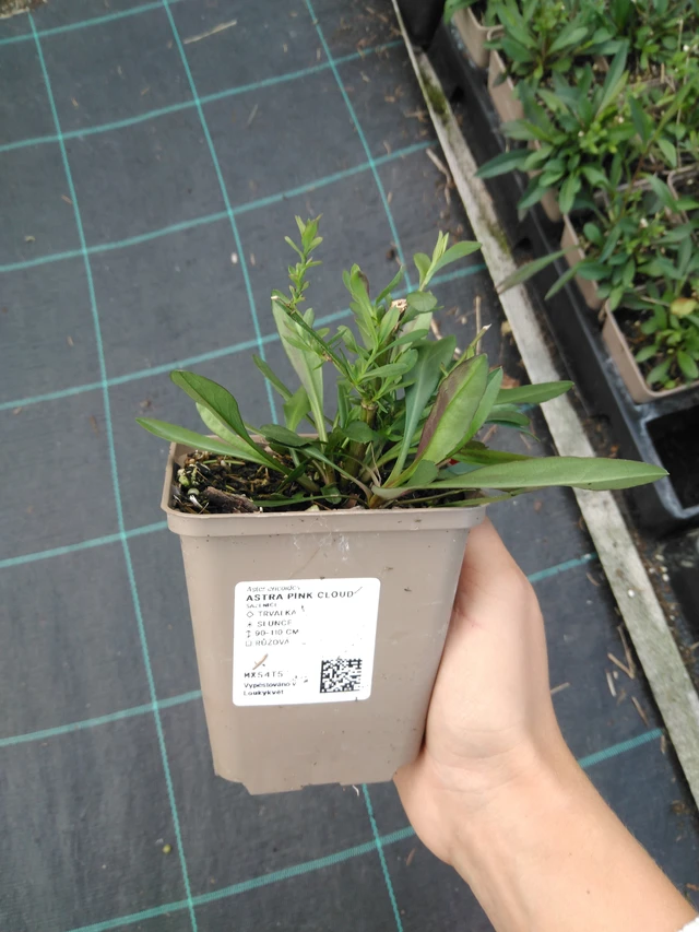 Asteri Pink Cloud - 11. 9. 2025