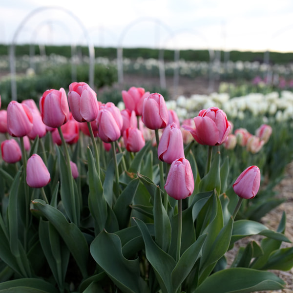 Tulipán Pink Impression, Loukykvět