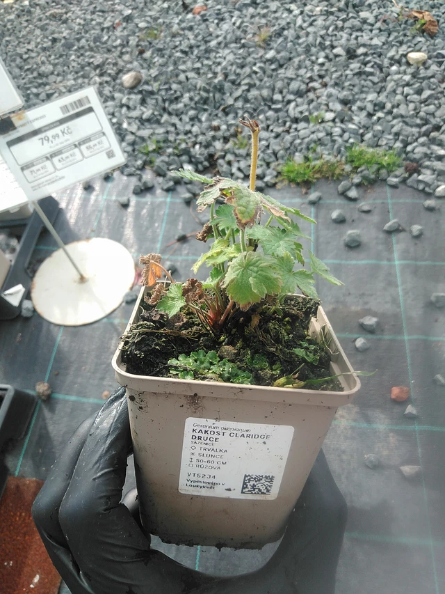 Kurjenpolvi Claridge Druce - 13. 10. 2025