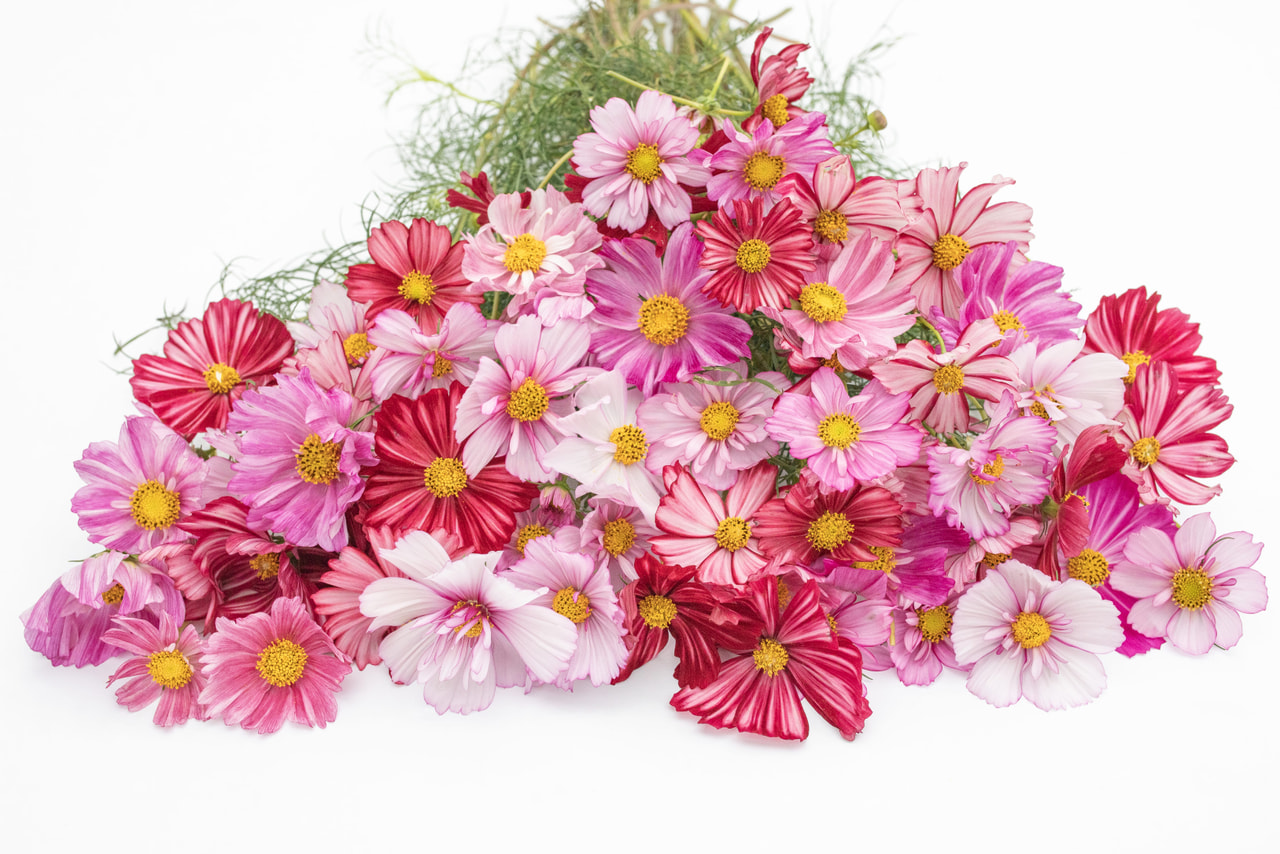 Cosmos Palette Brush Mix, Loukykvět