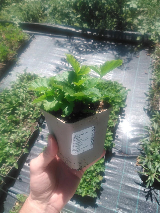 Kellukka Smokey Peach - 2024