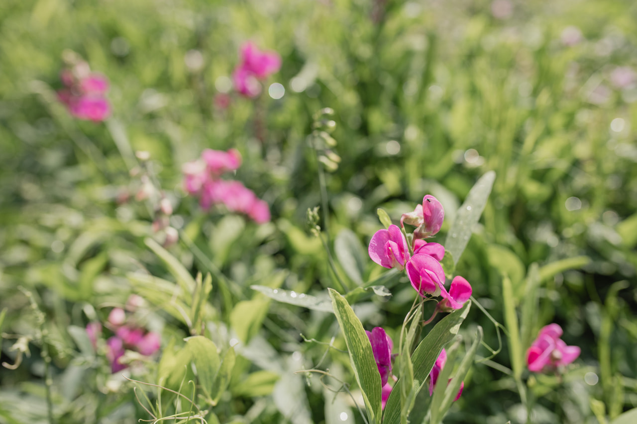 Tuoksuherne Red Pearl, Loukykvět