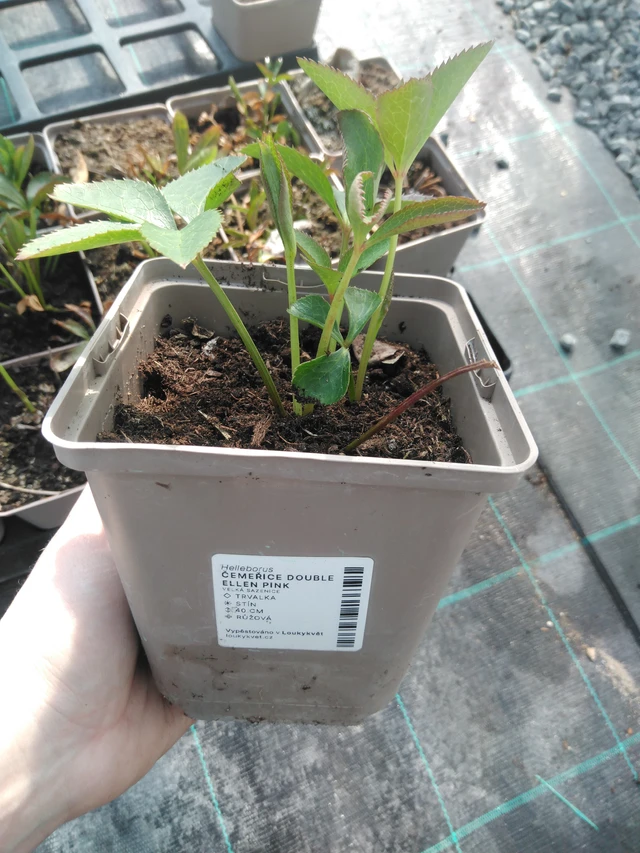 Jouluruusu Double Ellen Pink - 3. 4. 2025