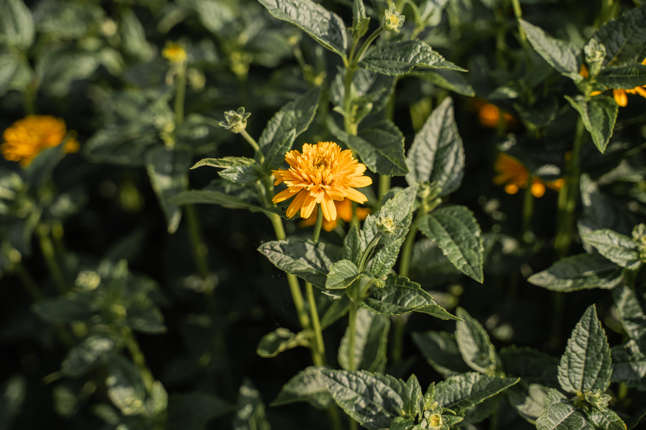 Päivänsilmä Asahi, Loukykvět