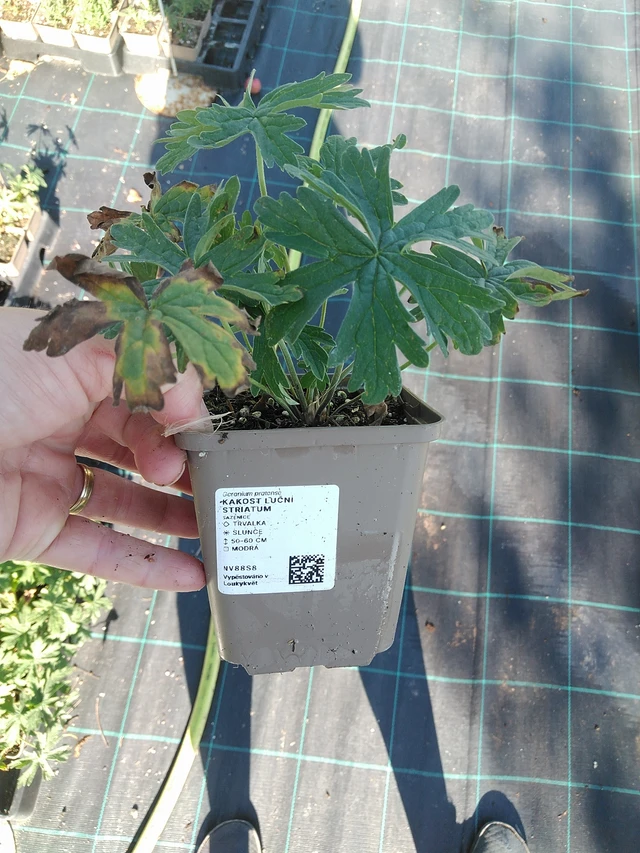 Kyläkurjenpolvi Striatum - 19. 8. 2025