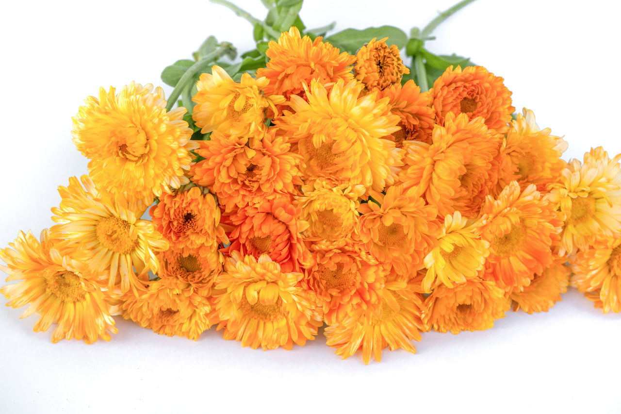 Měsíček lékařský Pacific Beauty Apricot, Loukykvět