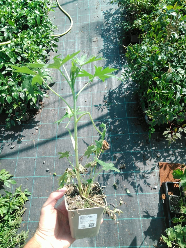 Ritarinkannus Benary’s Pacific Galahad - 19. 8. 2025