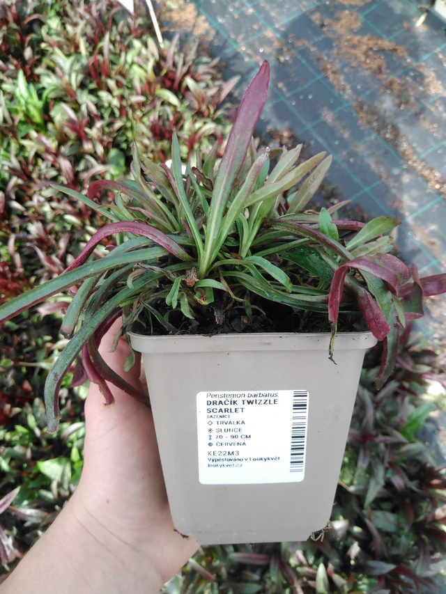 Partapipo Twizzle Scarlet - 2024