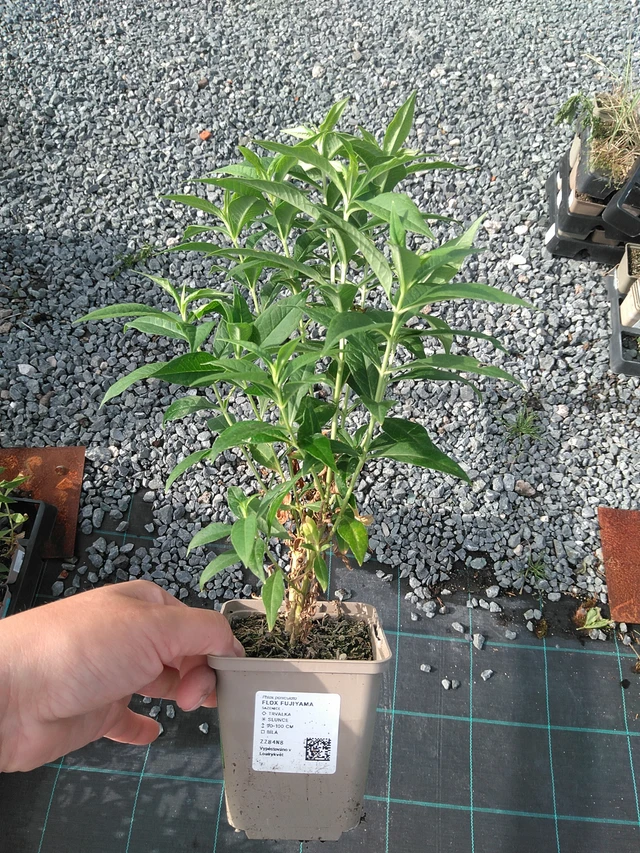 Syysleimu Fujiyama - 11. 7. 2025