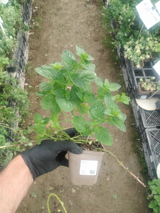 Minttu Eau de Cologne - 10. 9. 2025