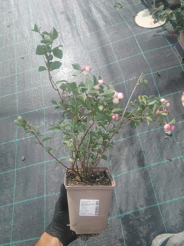 Lumimarja Magical Ruby Falls - 10. 9. 2025