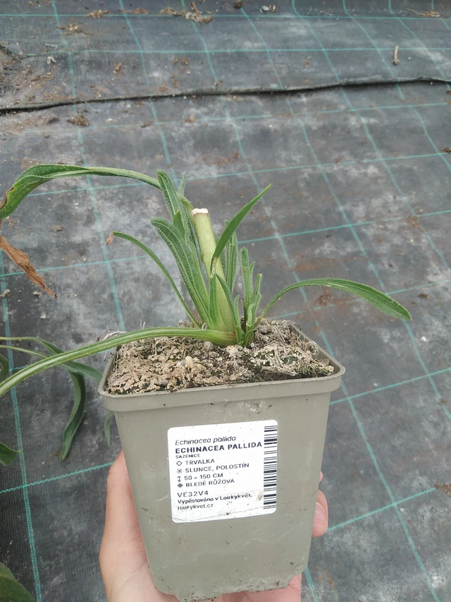 Echinacea pallida - 3. 7. 2025