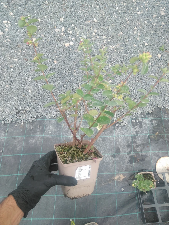 Sinforicarpus Magical White Dream - 10. 9. 2025