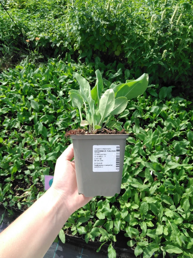 Illakko violetti - 2024