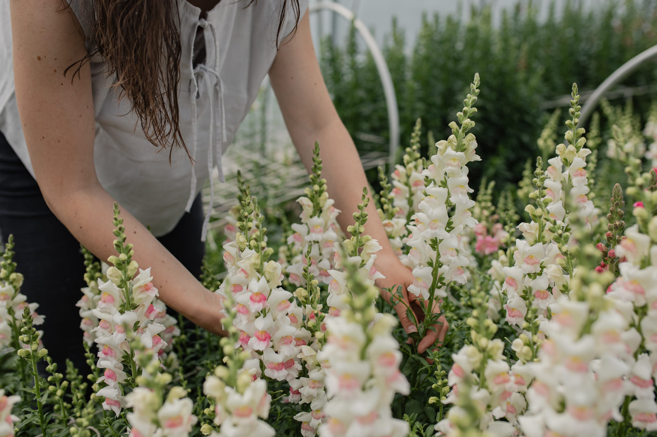 Leijonankita Maryland Appleblossom, Loukykvět