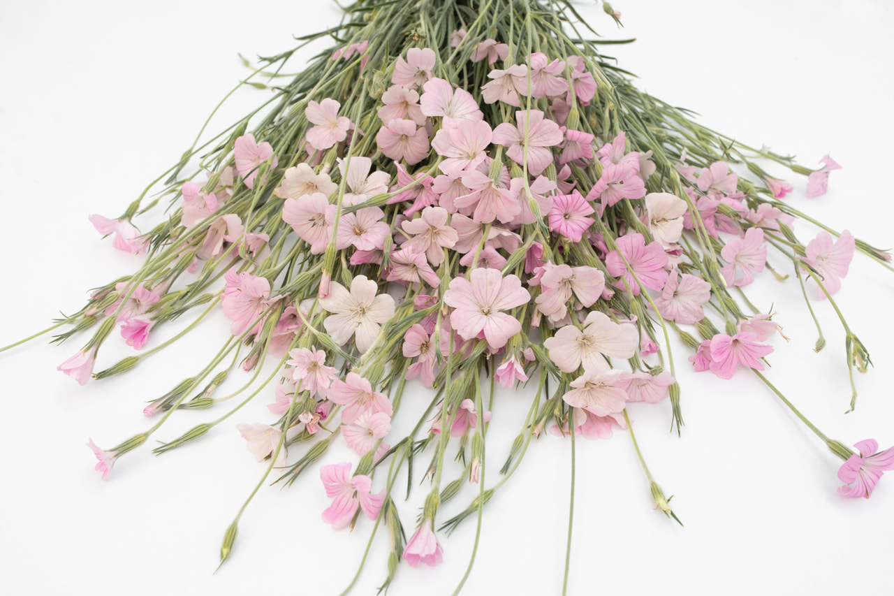 Agrostemma Light Rose, Loukykvět