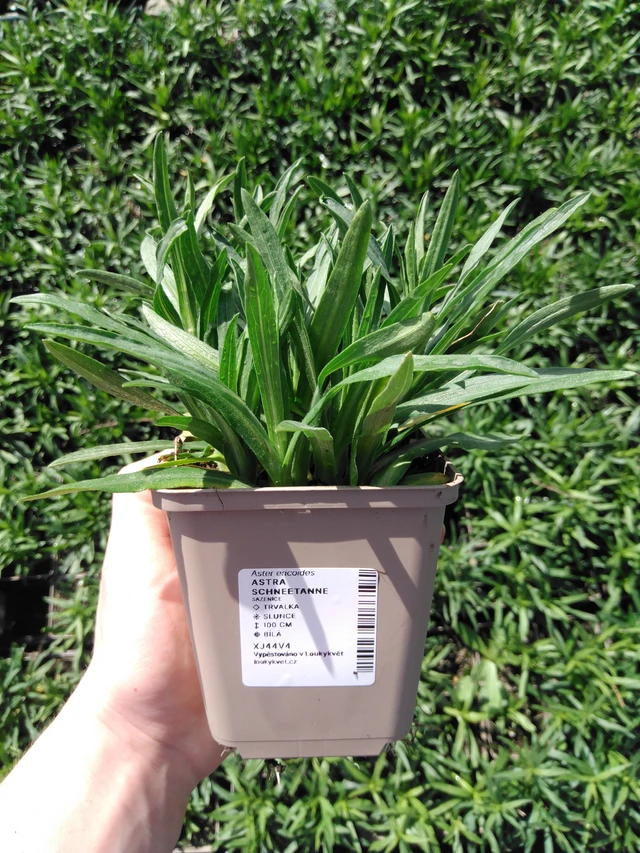 Asteri Schneetanne - 2024