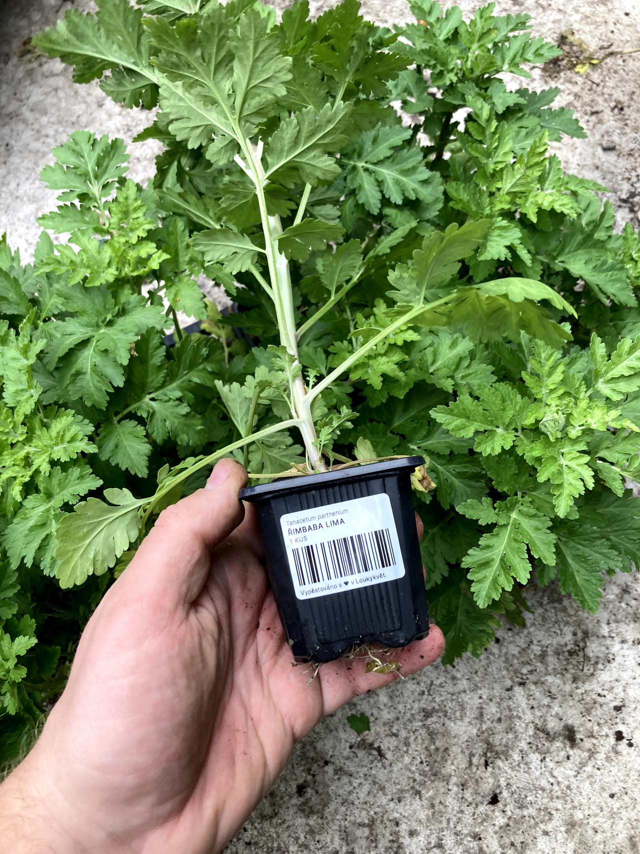 Reunuspietaryrtti Lima, Loukykvět