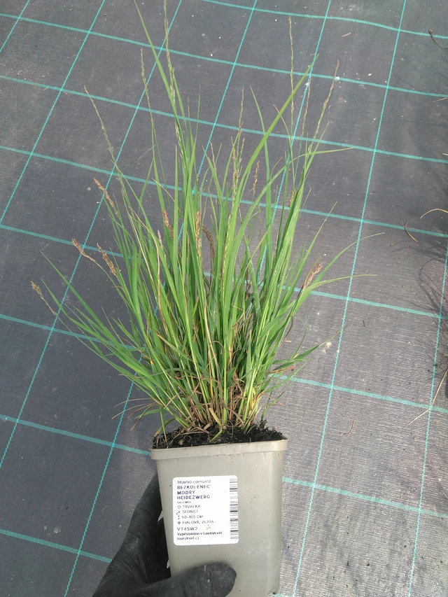 Siniheinä Heidezwerg - 10. 7. 2025