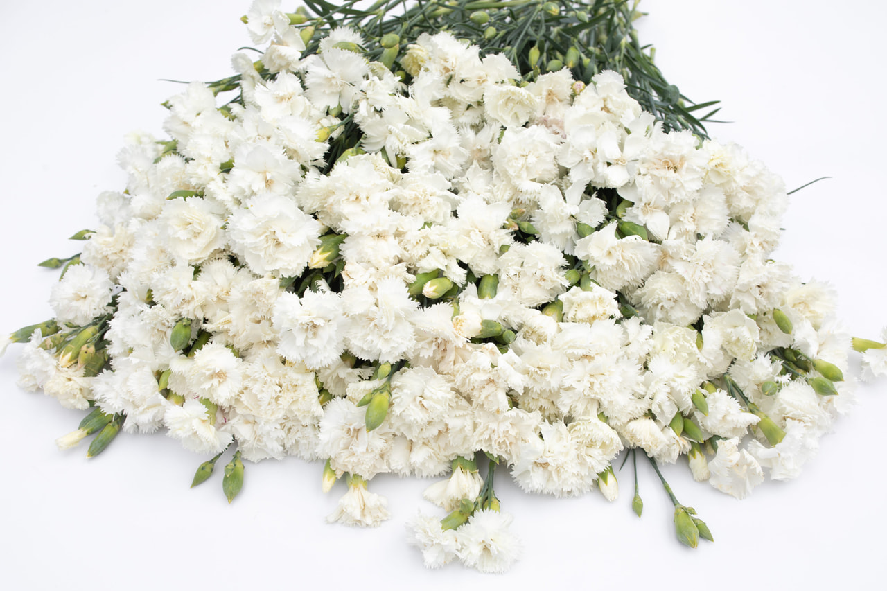 Tarhaneilikka Chabaud Jeanne Dionis, Loukykvět