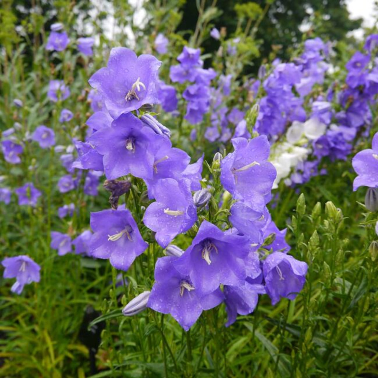 Kellokukka Grandiflora Coerulea, Loukykvět