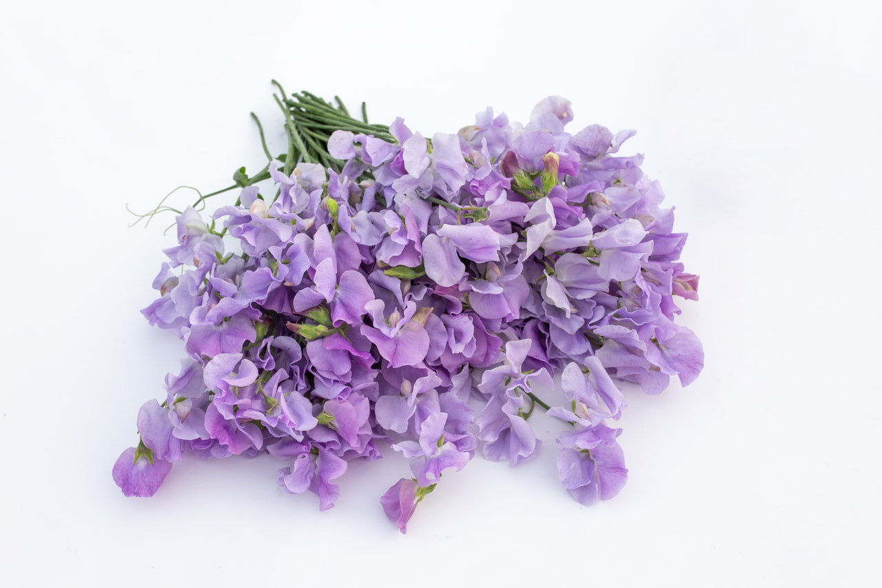 Lathyrus Winter Sunshine Lavender, Loukykvět