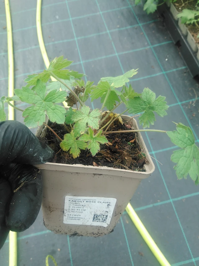 Kurjenpolvi Rose Claire - 10. 9. 2025