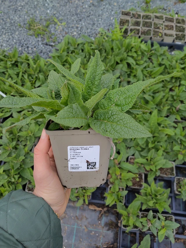 Verbascum nigrum - 21. 4. 2026