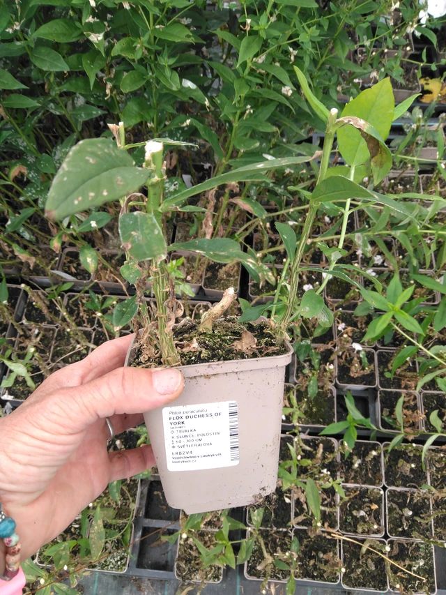 Kiiltoleimu Duchess of York - 2024