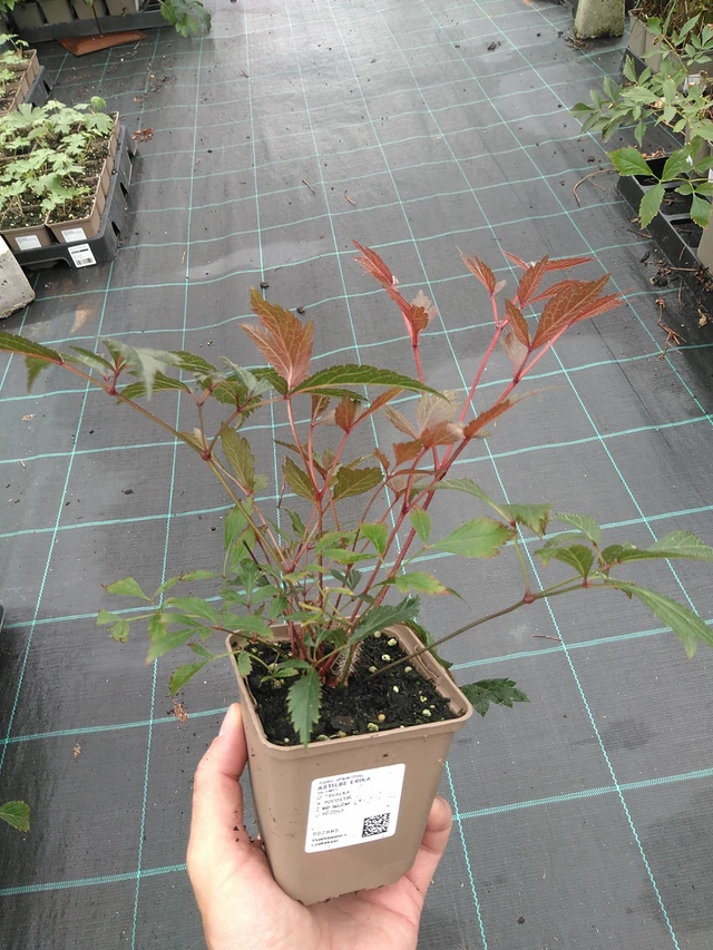 Jaloangervo Erika - 21. 7. 2025