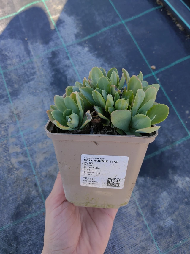 Komeamaksaruoho Star Dust - 27. 3. 2026