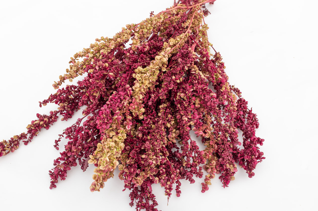 Garden Orach Mix, Loukykvět