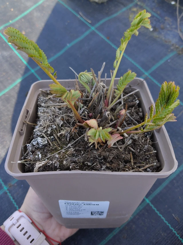 Luppio Arnhem - 27. 3. 2026