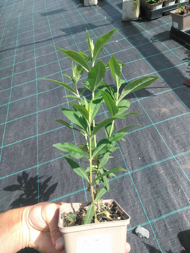 Syysleimu Fujiyama - 24. 6. 2025