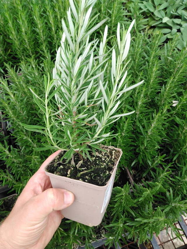 Rosmariini Hishtil Perigord - 2024