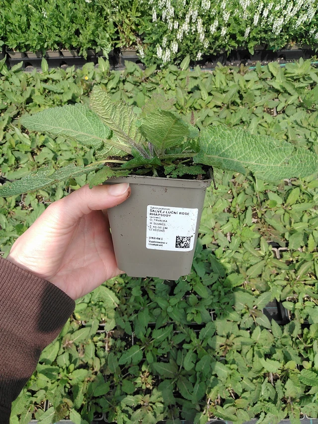 Salvia pratensis Rose Rhapsody - 9. 6. 2025