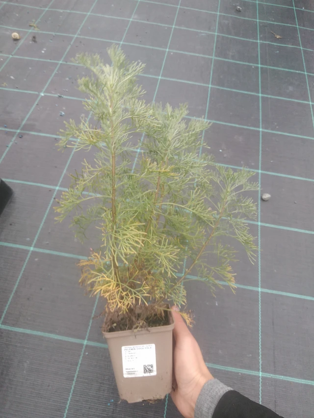 Artemisia Coca Cola - 10. 10. 2025
