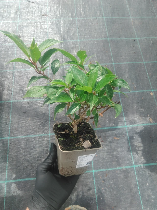 Syyshortensia Kyushu - 10. 9. 2025