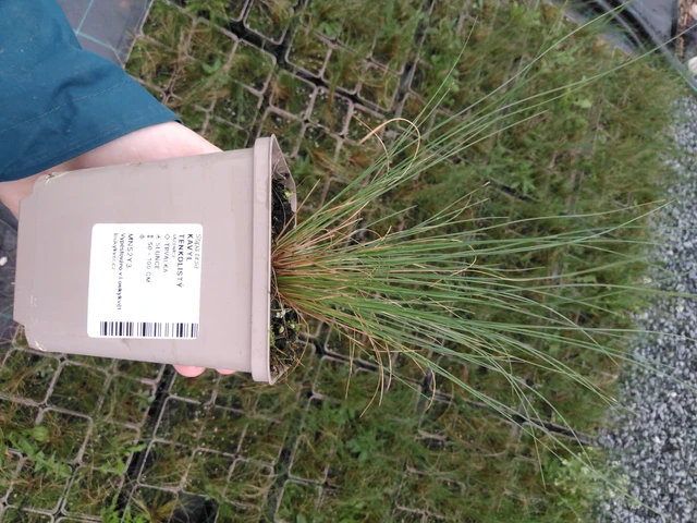 Estipa tenuissima - 2024