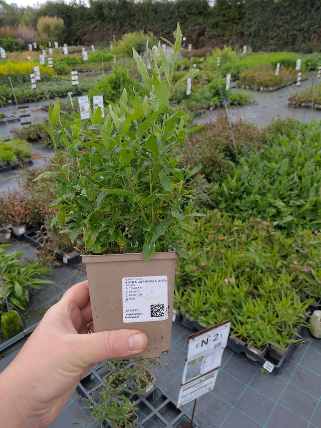 Tiukuasteri Alba - 9. 10. 2025