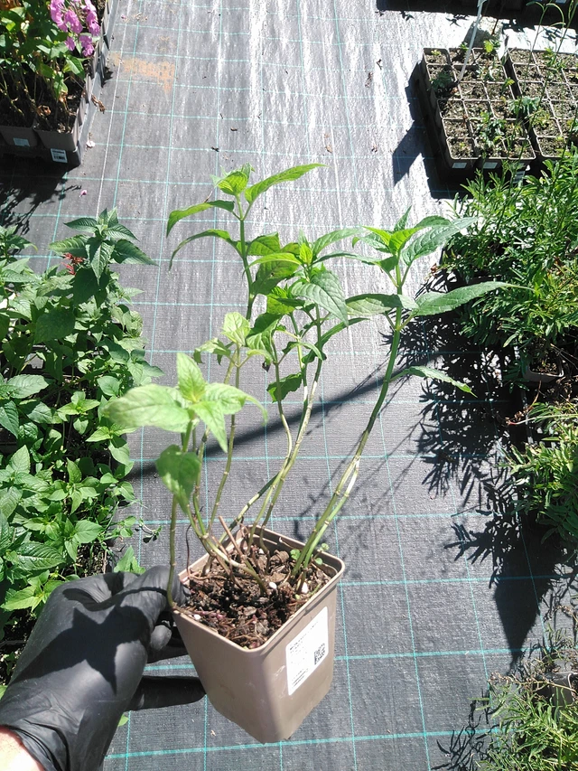 Väriminttu Cambridge Scarlet - 19. 8. 2025