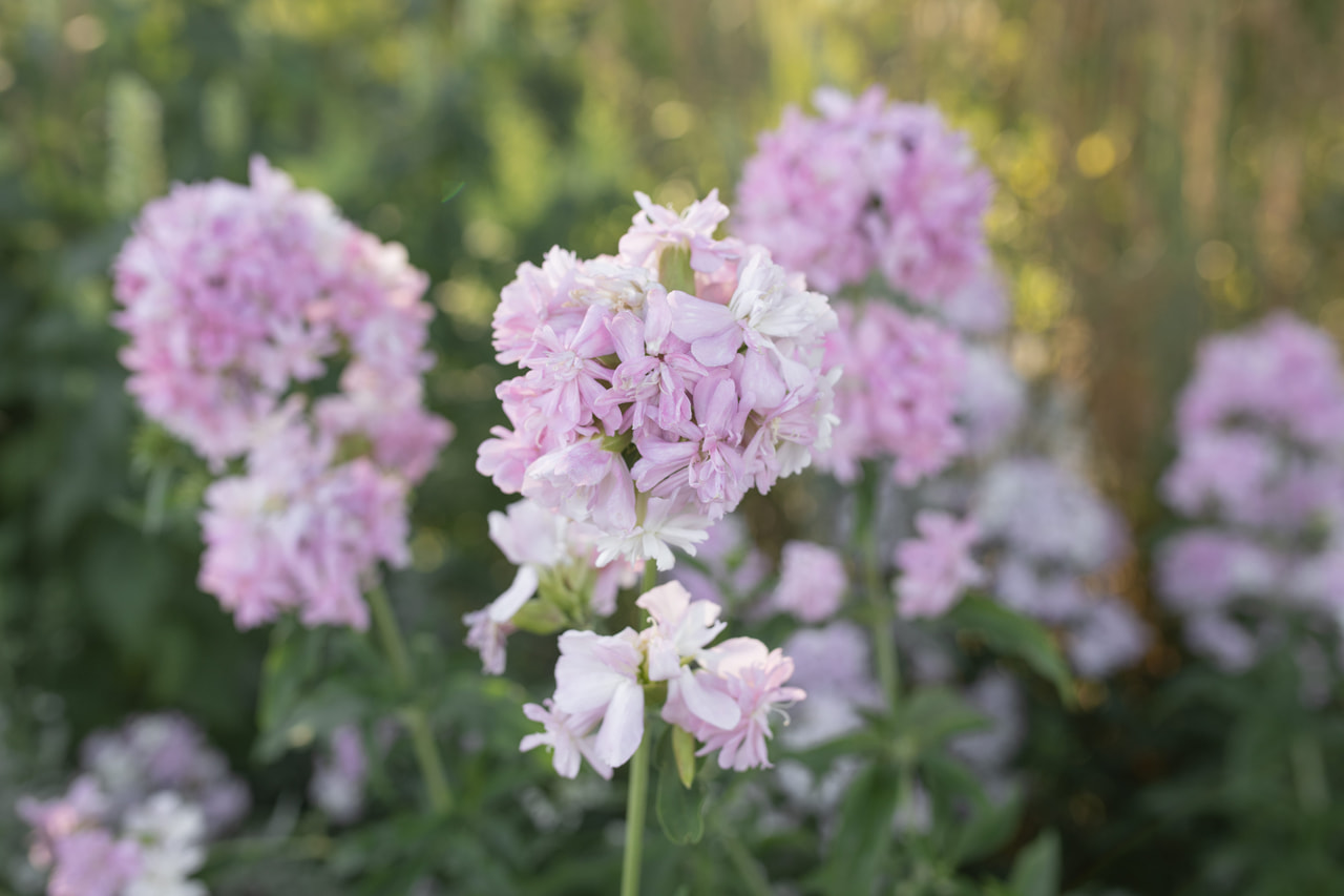 Rohtosuopayrtti Rosea Plena, Loukykvět