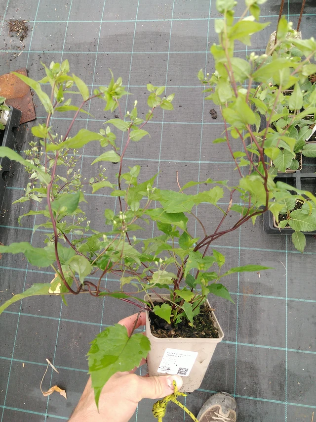 Astra rozkladitá Tradescant - 28. 7. 2025
